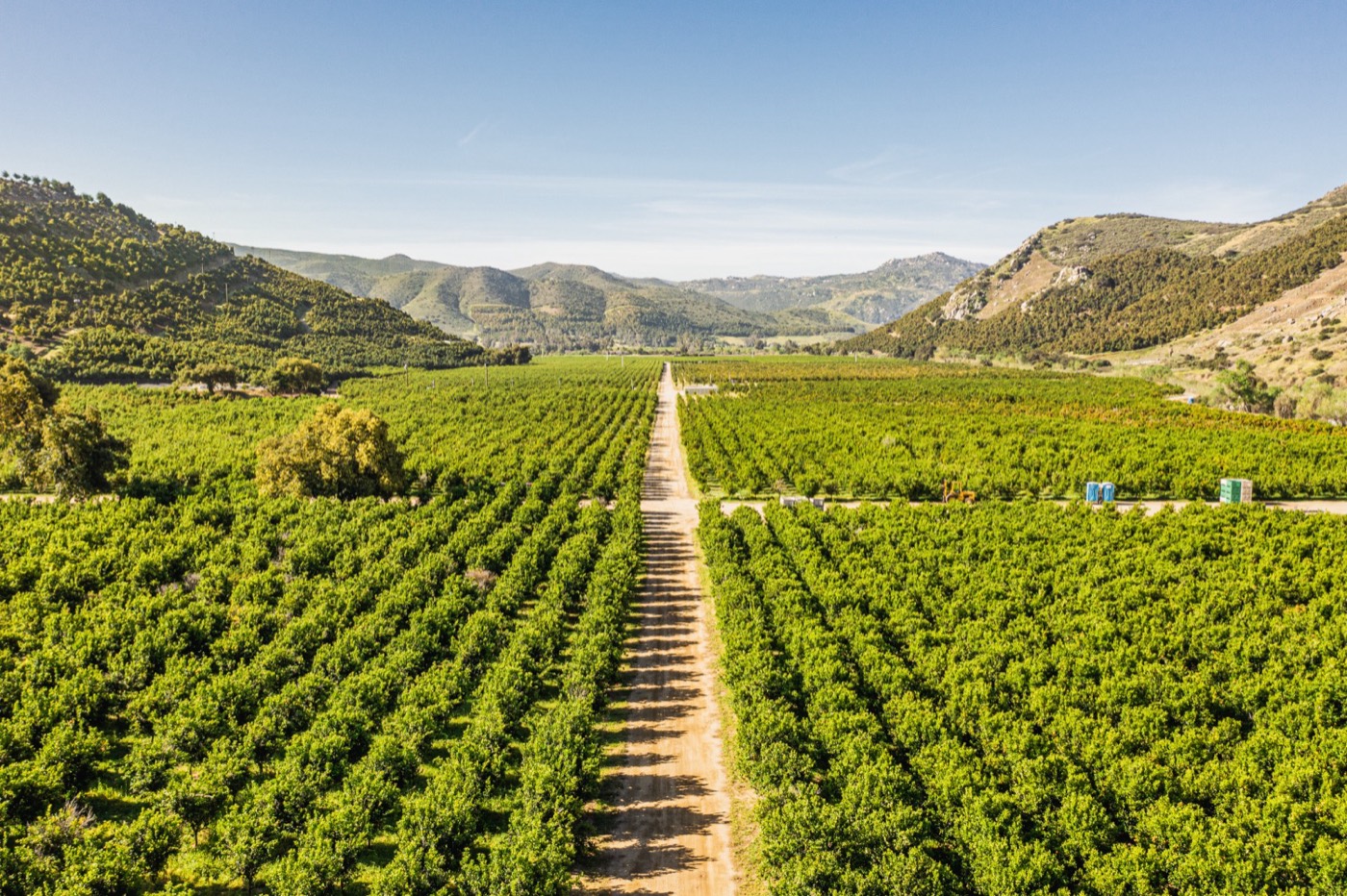 Citrus and avocado groves stretching across San Pasqual Valley toward the hills east of Escondido, California