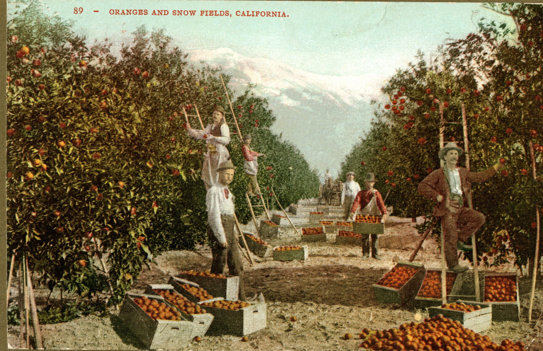 Historic Fullerton-area citrus grove with workers harvesting oranges against the foothills, evoking north Orange County's farm heritage