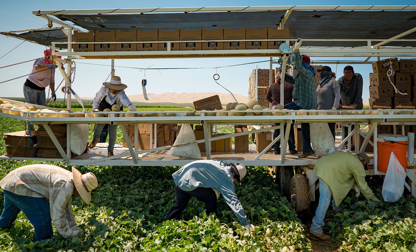 Agricultural field crew harvesting in the heat in western Riverside County with on-site water access