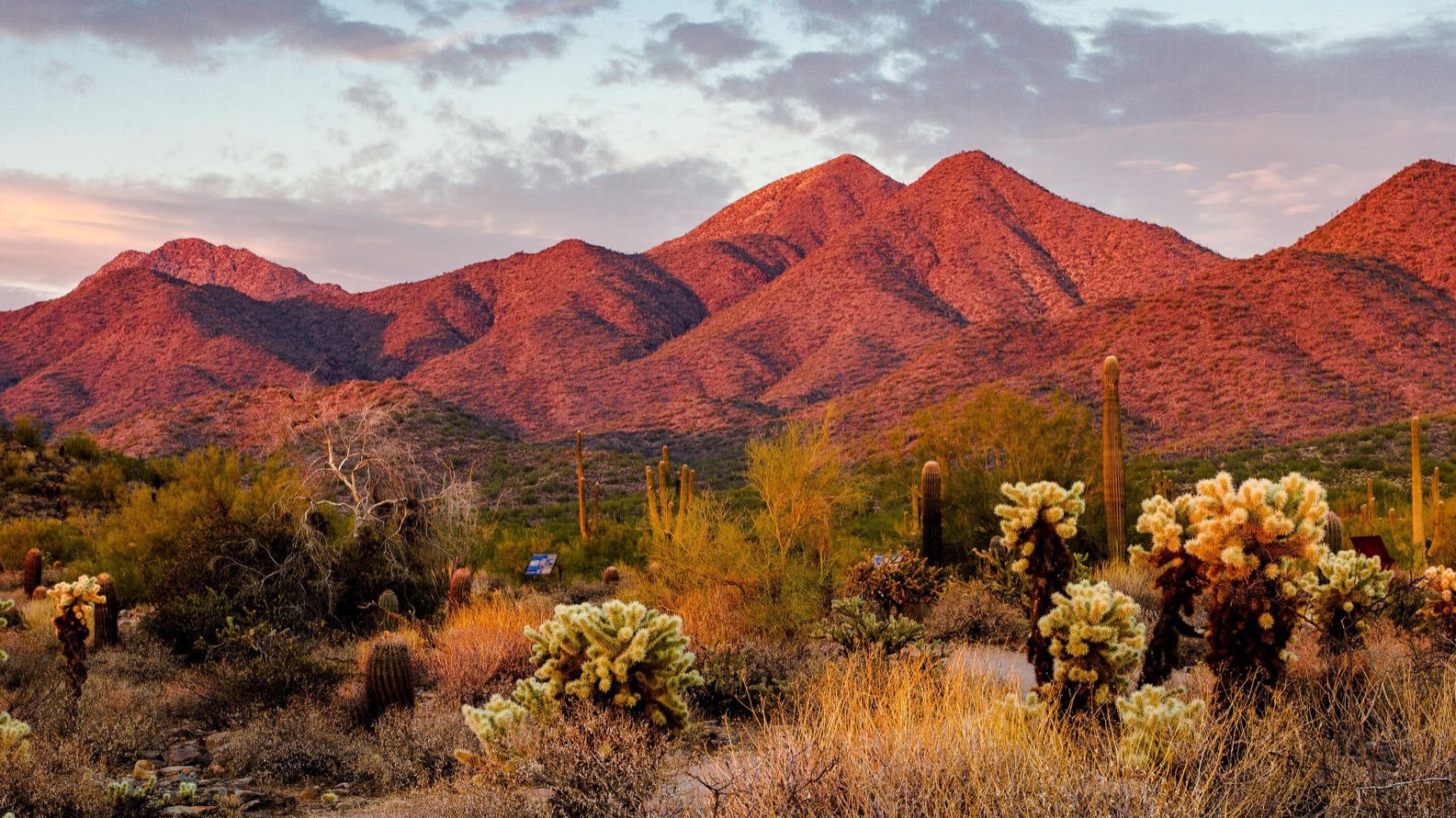 Sonoran Desert landscape with saguaro and the McDowell Mountains near Scottsdale, the climate a hydration plan has to account for