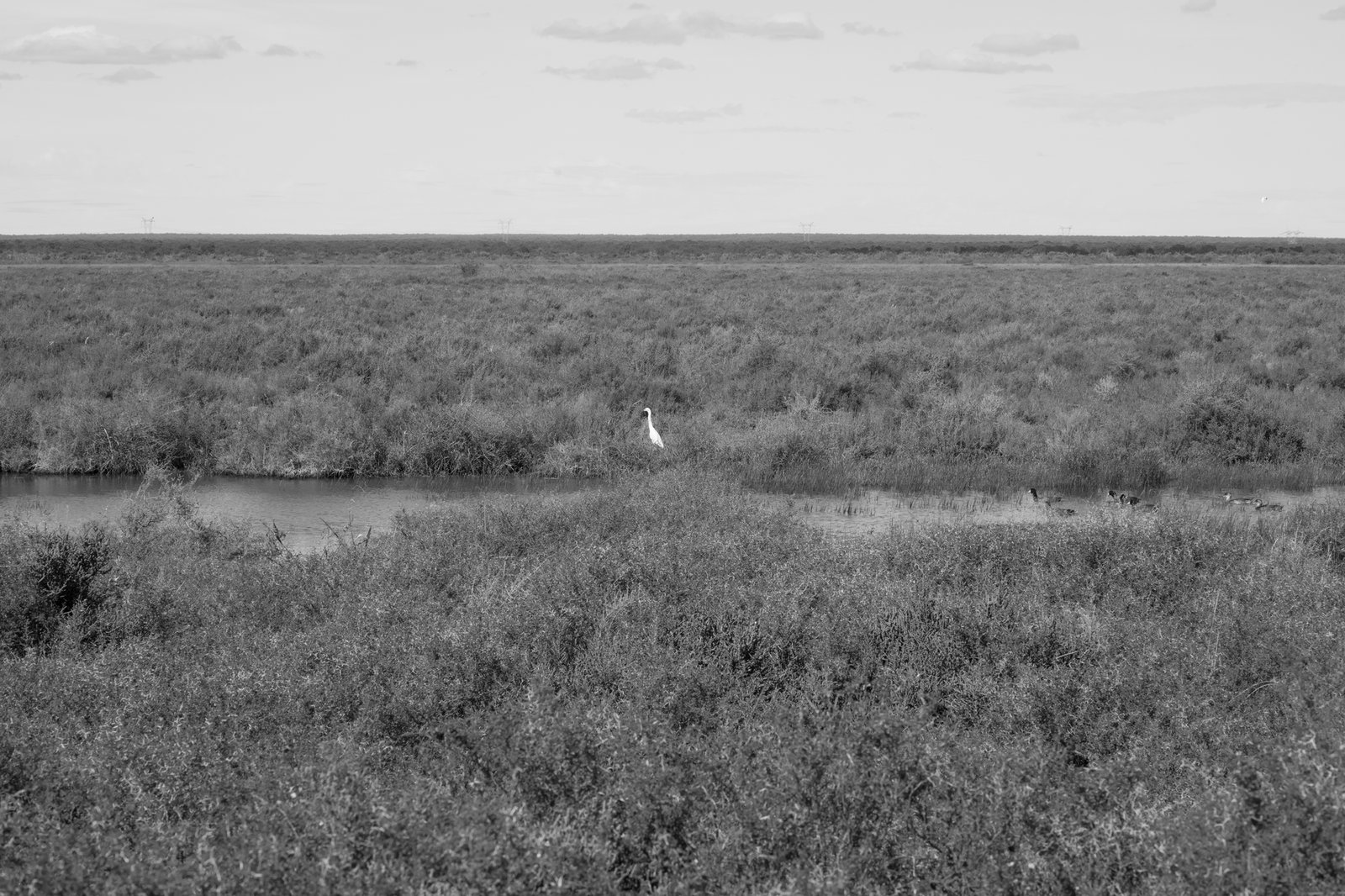 Open brushland and river levee terrain typical of the Rio Grande Valley