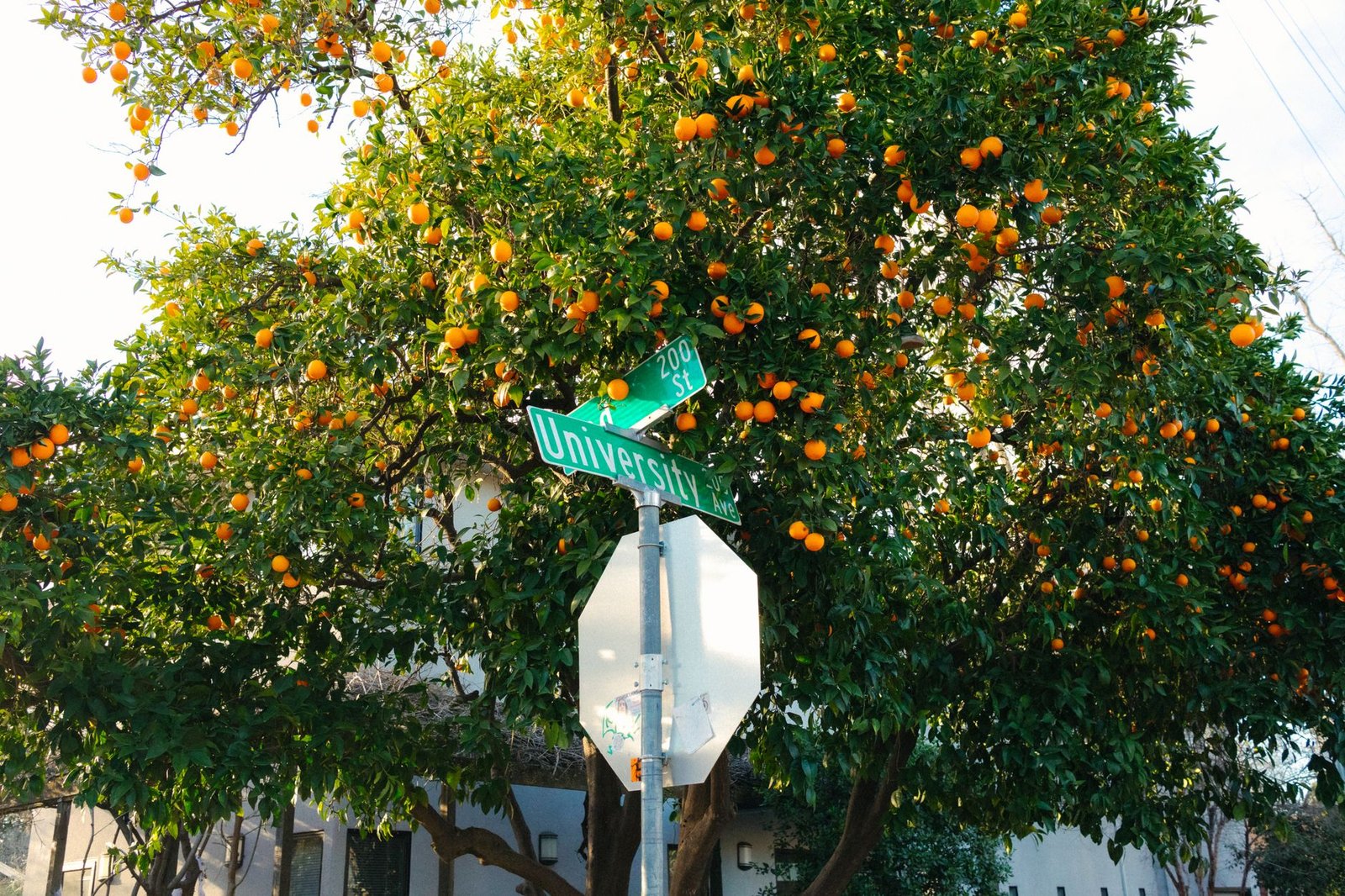 An orange tree loaded with fruit over a University Avenue street sign
