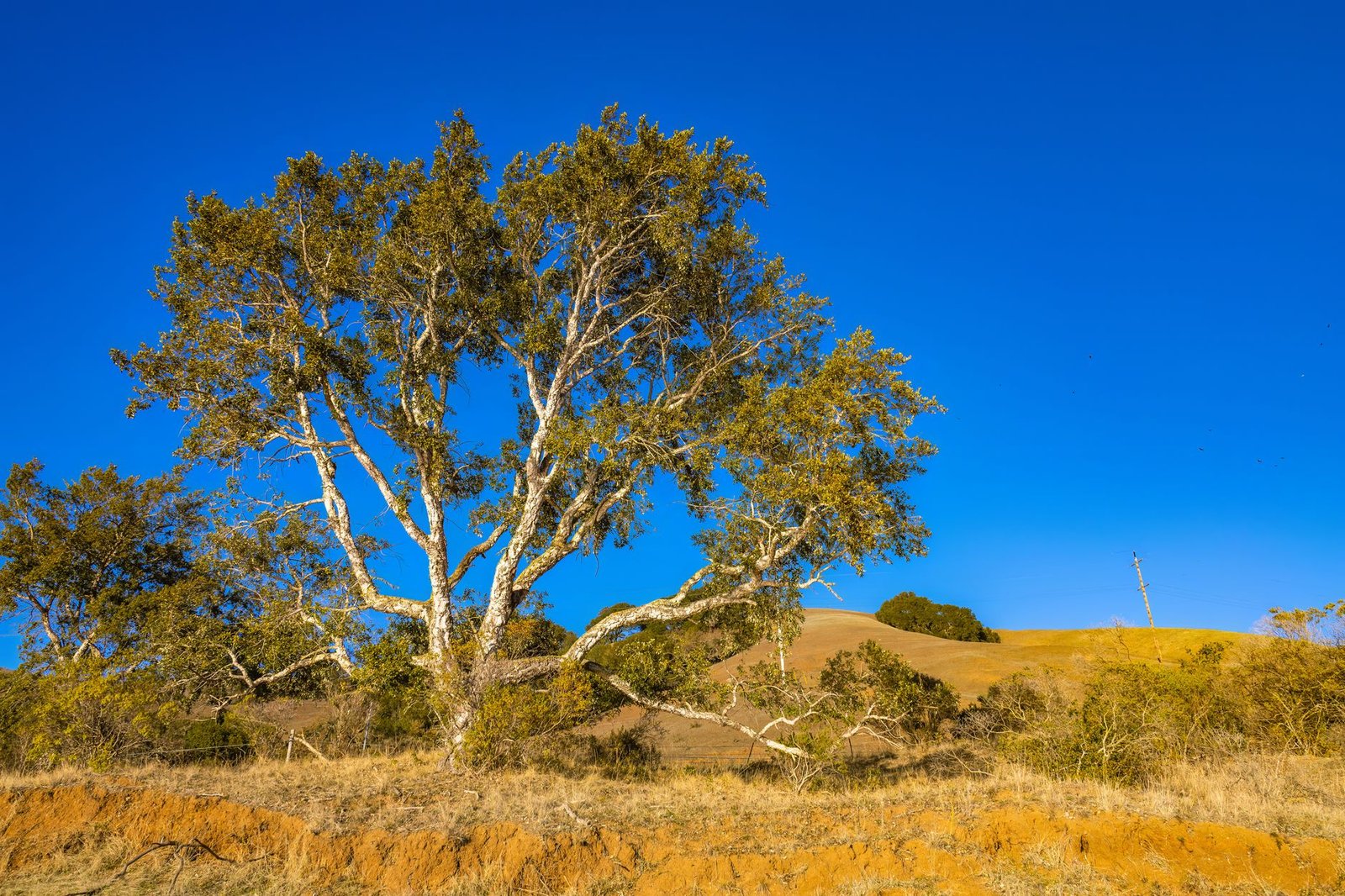 A lone oak tree on dry golden hills