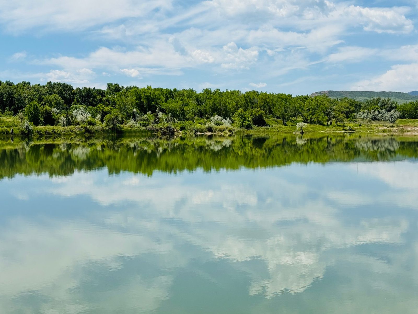 A still pond reflecting cottonwood trees and summer clouds